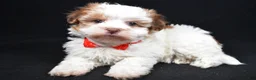 Havanese dogs for sale: Loran - Ad 2