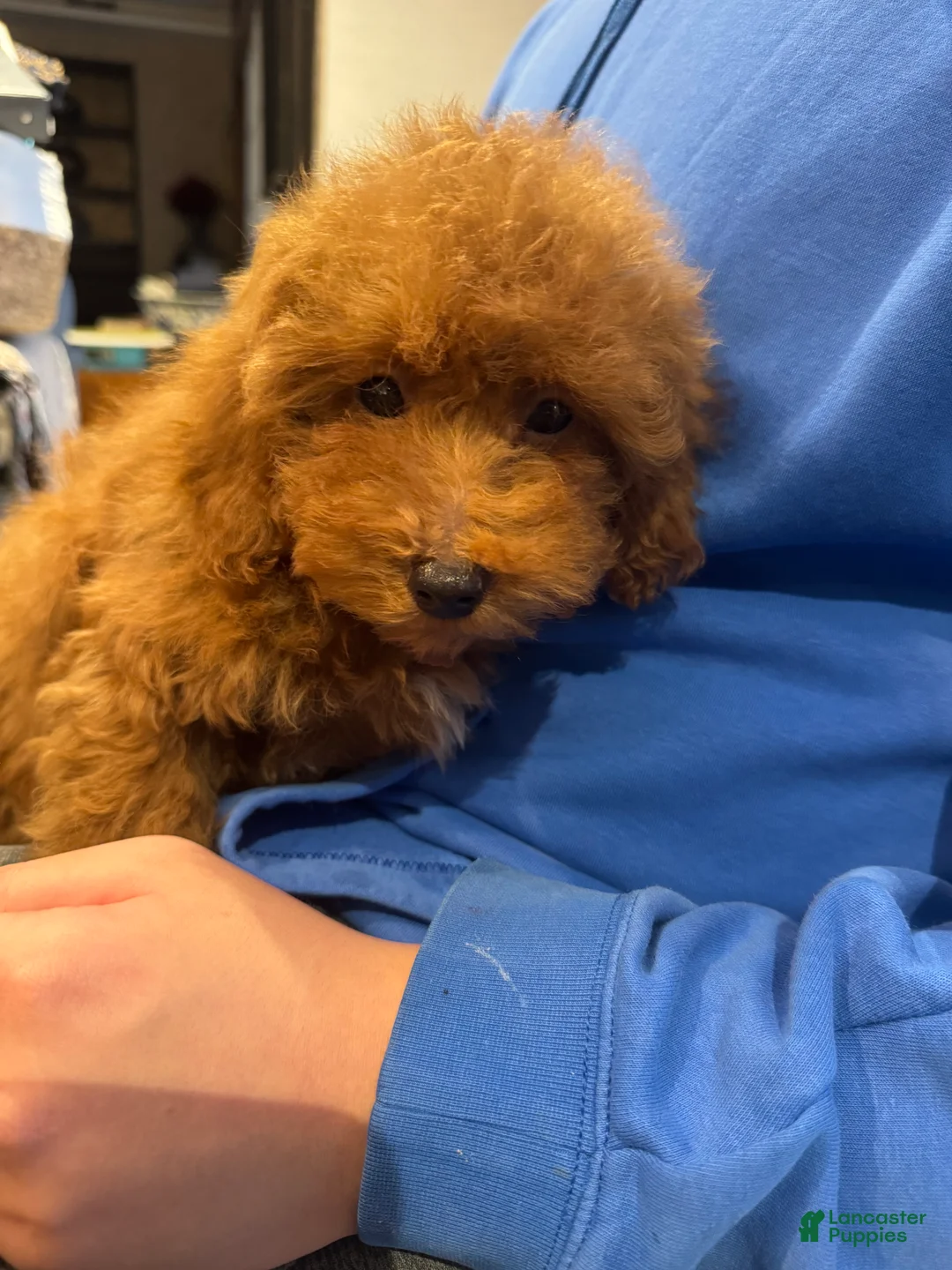 Toy Poodle dogs for sale: Banana - Ad 3