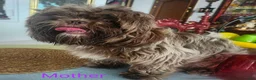 Shih Tzu dogs for sale: Bruno Tri Color  - Ad 7