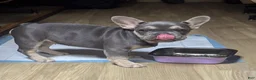 French Bulldog dogs for sale: French Bulldog 1 - Ad 1