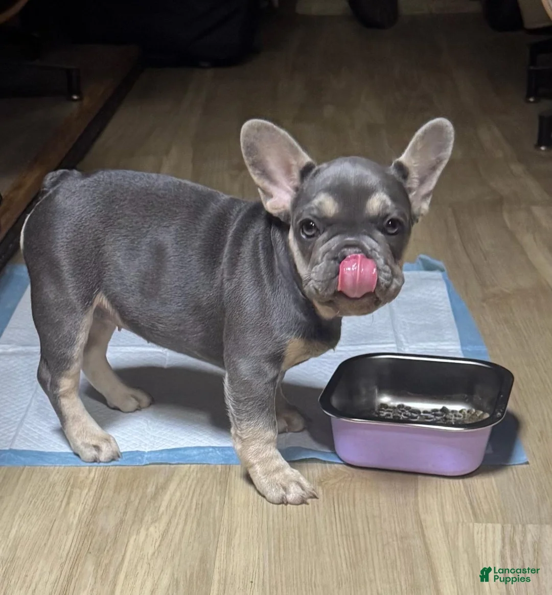 French Bulldog dogs for sale: French Bulldog 1 - Ad 1