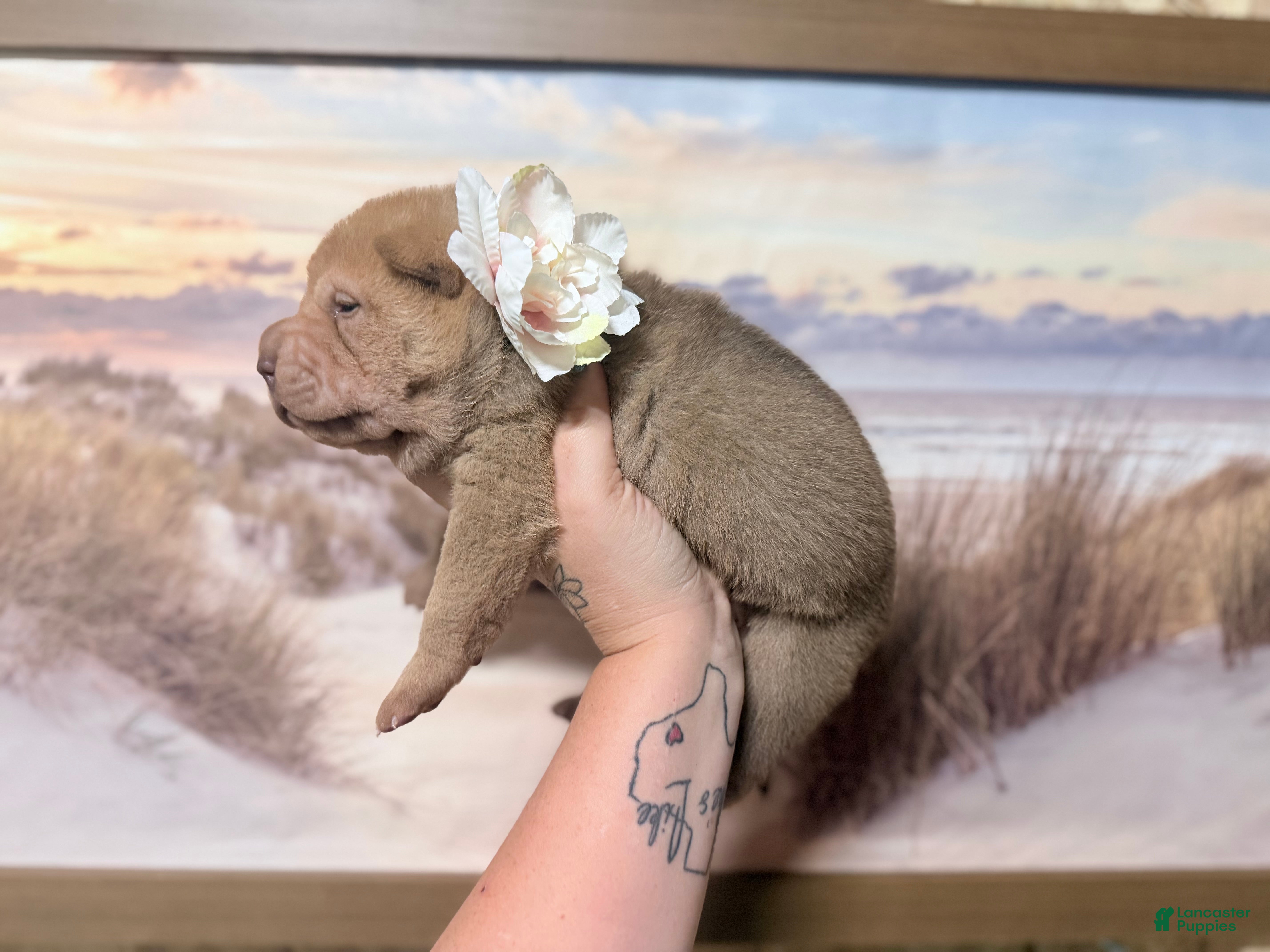 Shar Pei dogs Darcy - Ad 1
