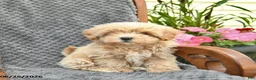 Maltipoo dogs for sale: Feather  - Ad 3