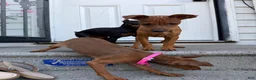 Miniature Pinscher dogs for sale: Miniature Pinscher 2 - Ad 2