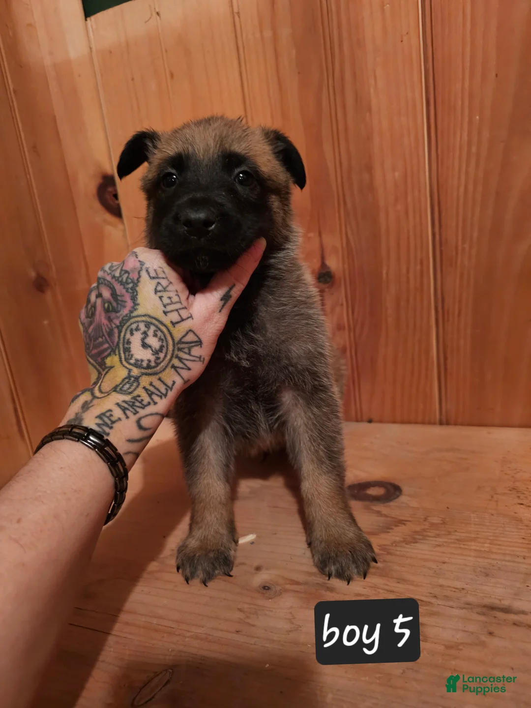 Belgian Malinois dogs for sale: Belgian Malinois Puppy 5 - Ad 2