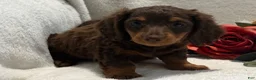 Miniature Dachshund dogs for sale: Polly - Ad 2