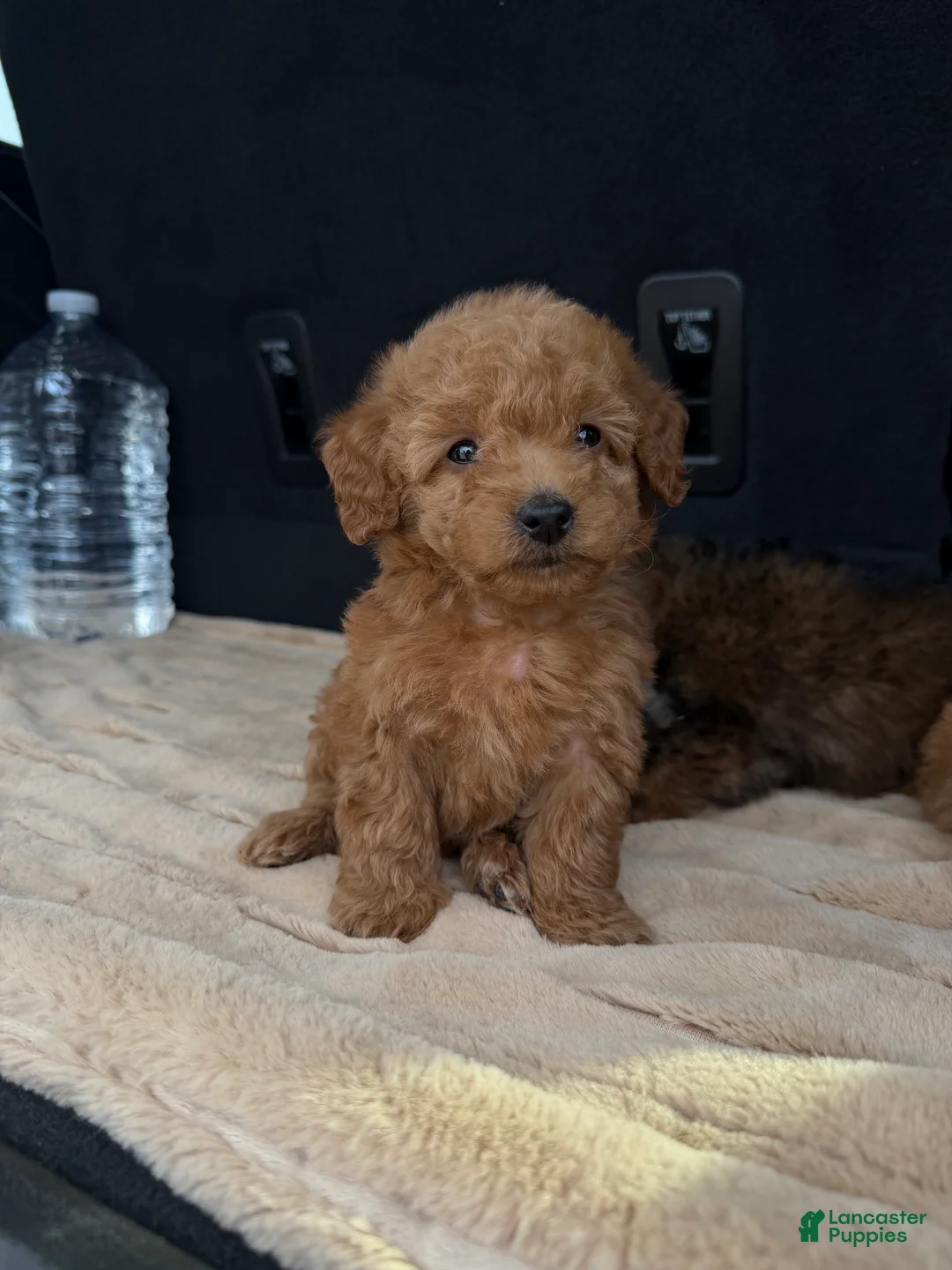 Toy Poodle dogs for sale: Toy Poodle 4 - Ad 2