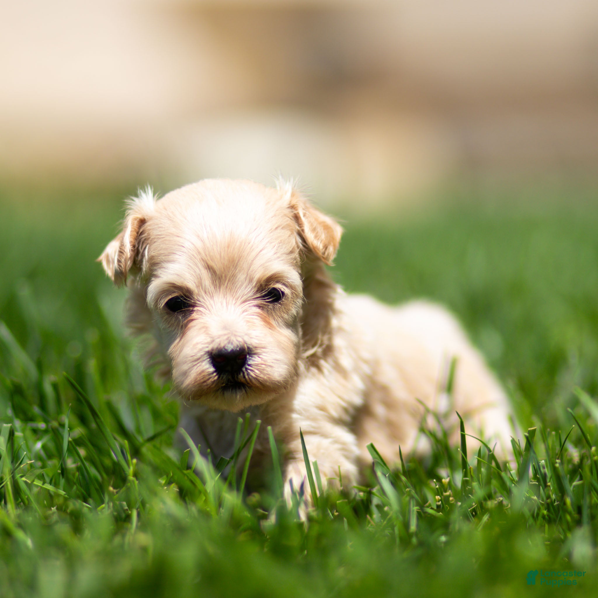 Maltipoo dogs Nacho Maltipoo Puppy  - Ad 1