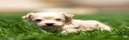 Maltipoo dogs for sale: Nacho Maltipoo Puppy  - Ad 7