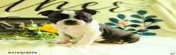 Boston Terrier dogs for sale: Zippy - Ad 5