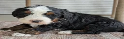 Bernedoodle dogs for sale: Scotty  - Ad 3