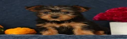 Yorkshire Terrier dogs for sale: Quill - Ad 3