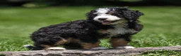 Bernedoodle dogs for sale: Briggs Bernedoodle Puppy  - Ad 3