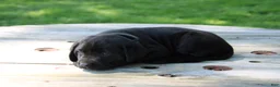 Labrador Retriever dogs for sale: Landy - Ad 2