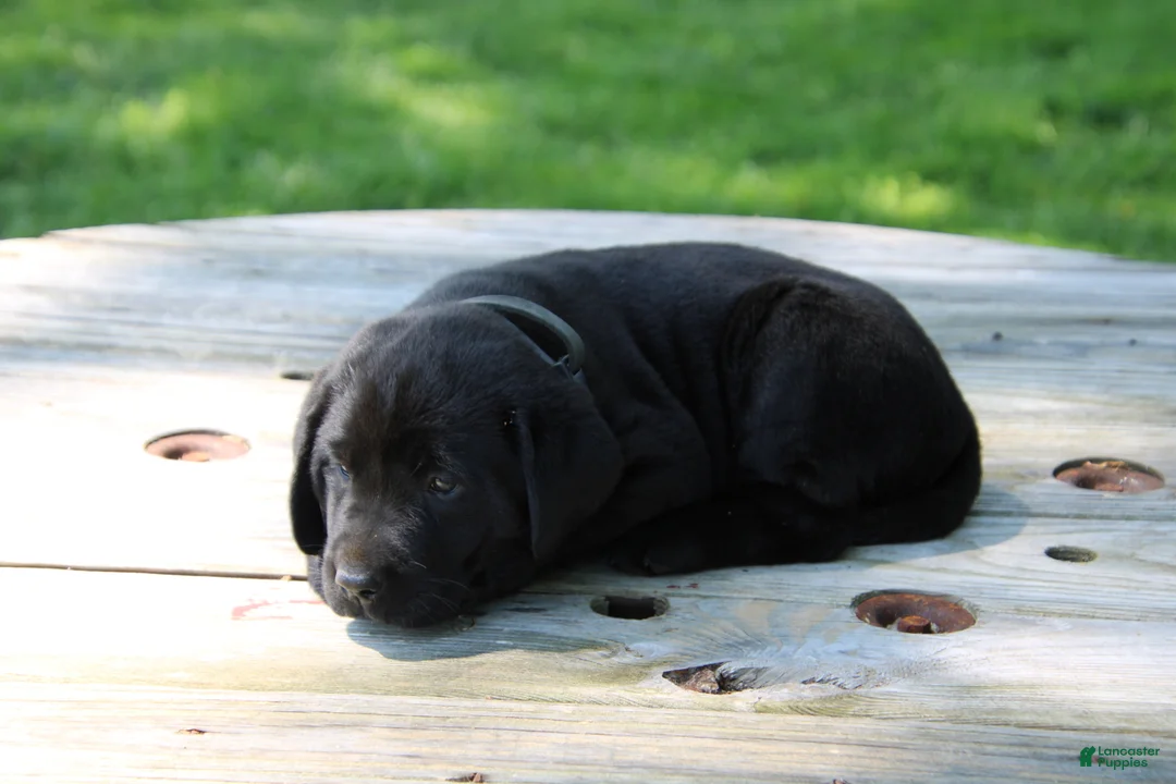 Labrador Retriever dogs for sale: Landy - Ad 2
