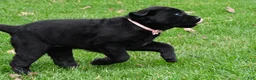 Labrador Retriever dogs for sale: Briella - Ad 14