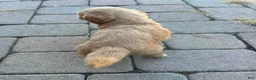 Goldendoodle dogs for sale: Goldendoodle 2 - Ad 3