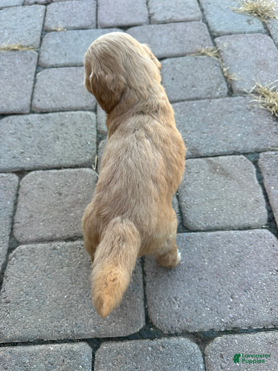 Goldendoodle dogs for sale: Goldendoodle 2 - Ad 3