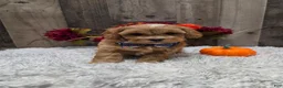 Pekapoo dogs for sale: Evan - Ad 6