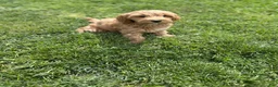 Mini Goldendoodle dogs for sale: Petite Lovely Mini Goldendoodle  - Ad 3