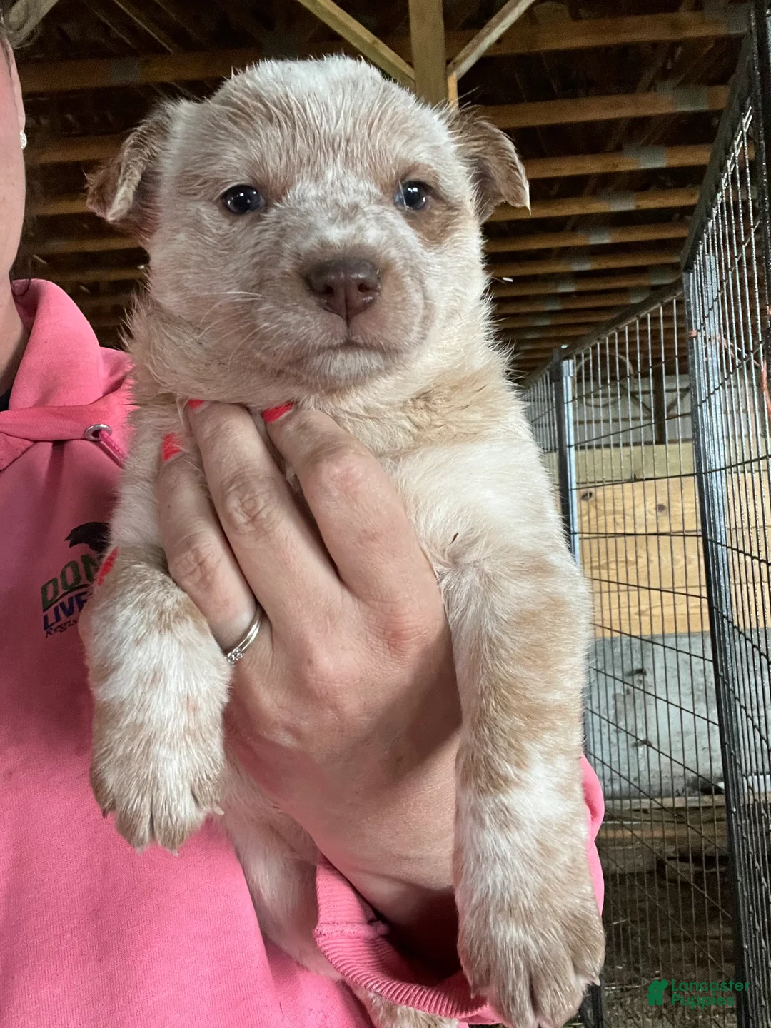 Australian Cattle Dog dogs for sale: Lola - Ad 1