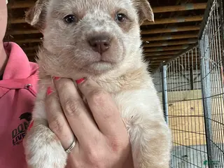 Australian Cattle Dog dogs Lola - Ad 26