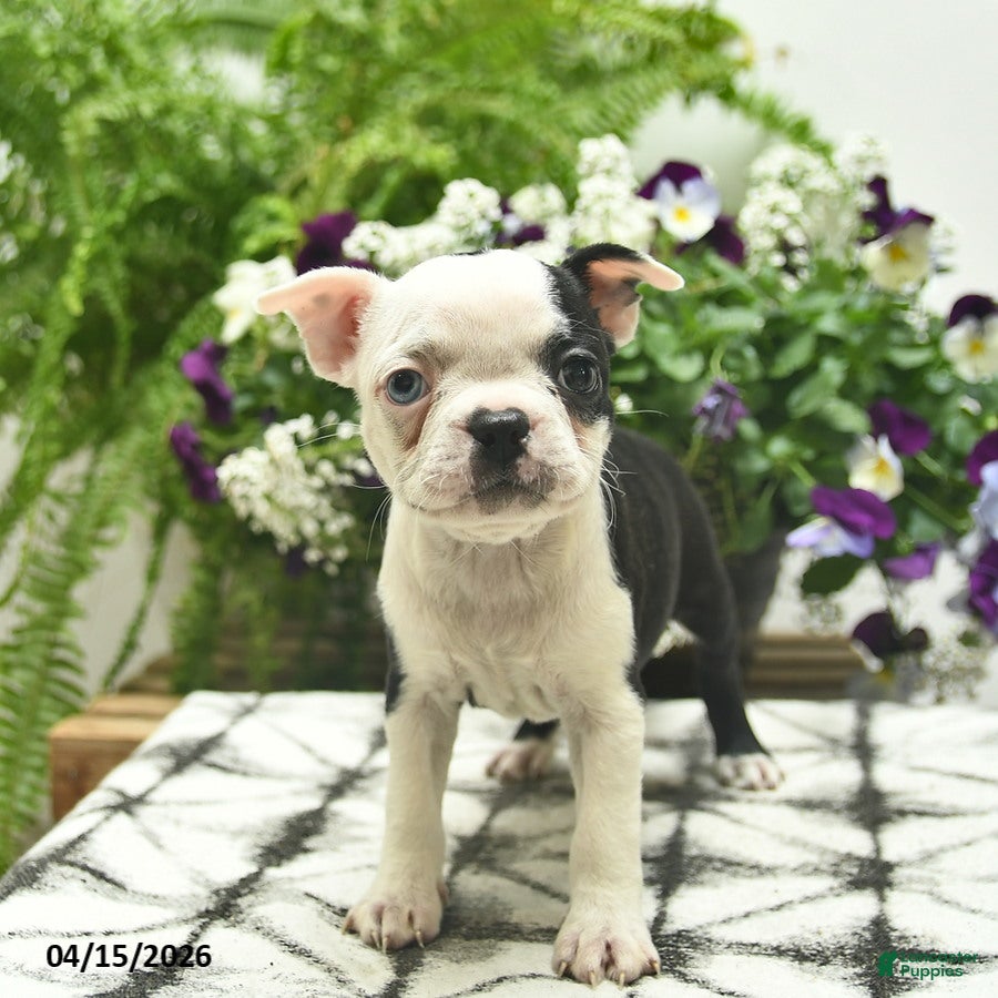 Boston Terrier dogs Ruby  - Ad 1