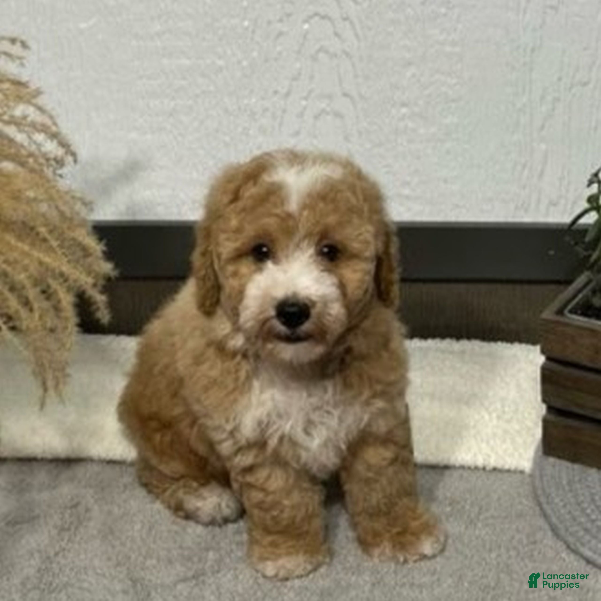 Bichpoo dogs Ty  - Ad 2