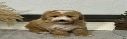 Bichpoo dogs for sale: Ty  - Ad 2