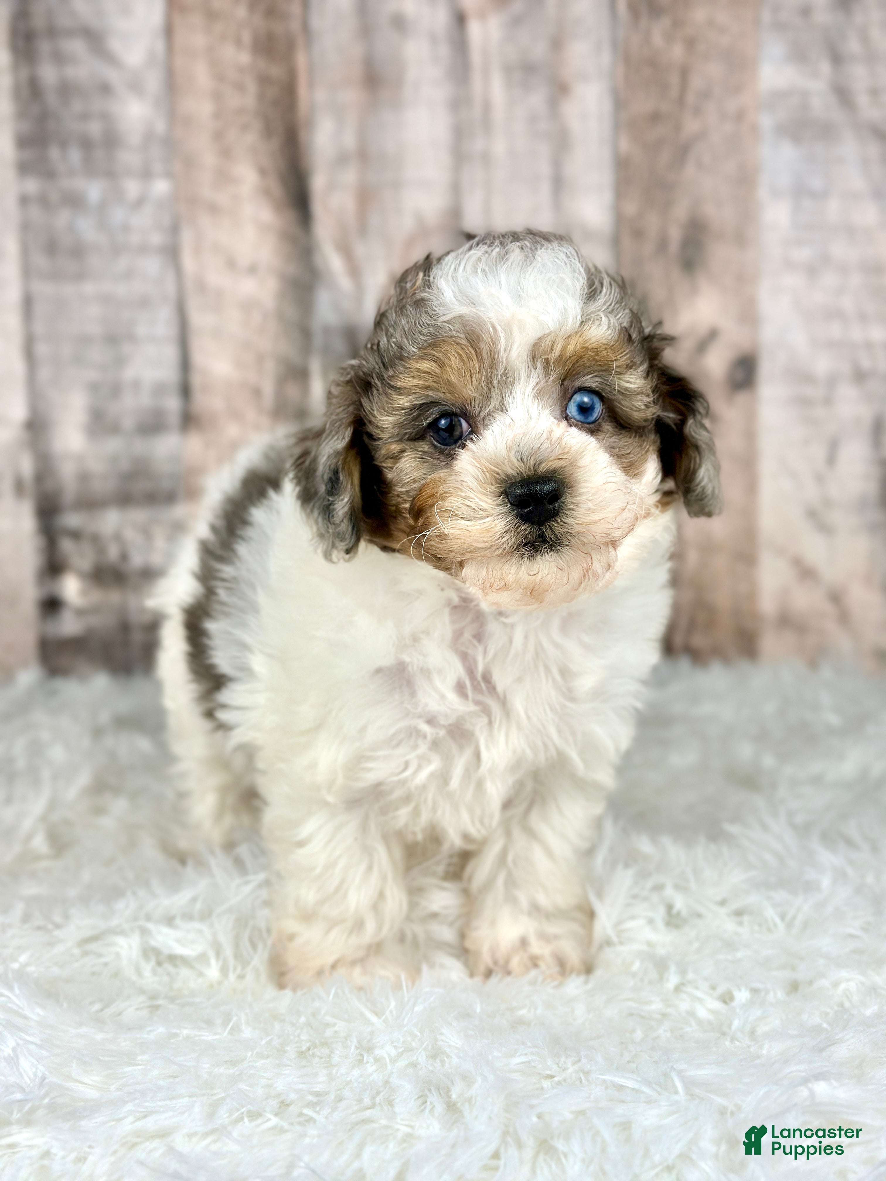 Shihpoo dogs Boy Shiloh - 0192 - Ad 41
