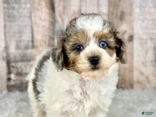 Shihpoo dogs Boy Shiloh - 0192 - Ad 41