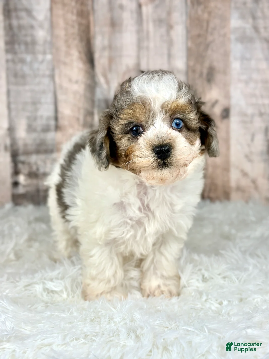 Shihpoo dogs for sale: Boy Shiloh - 0192 - Ad 1
