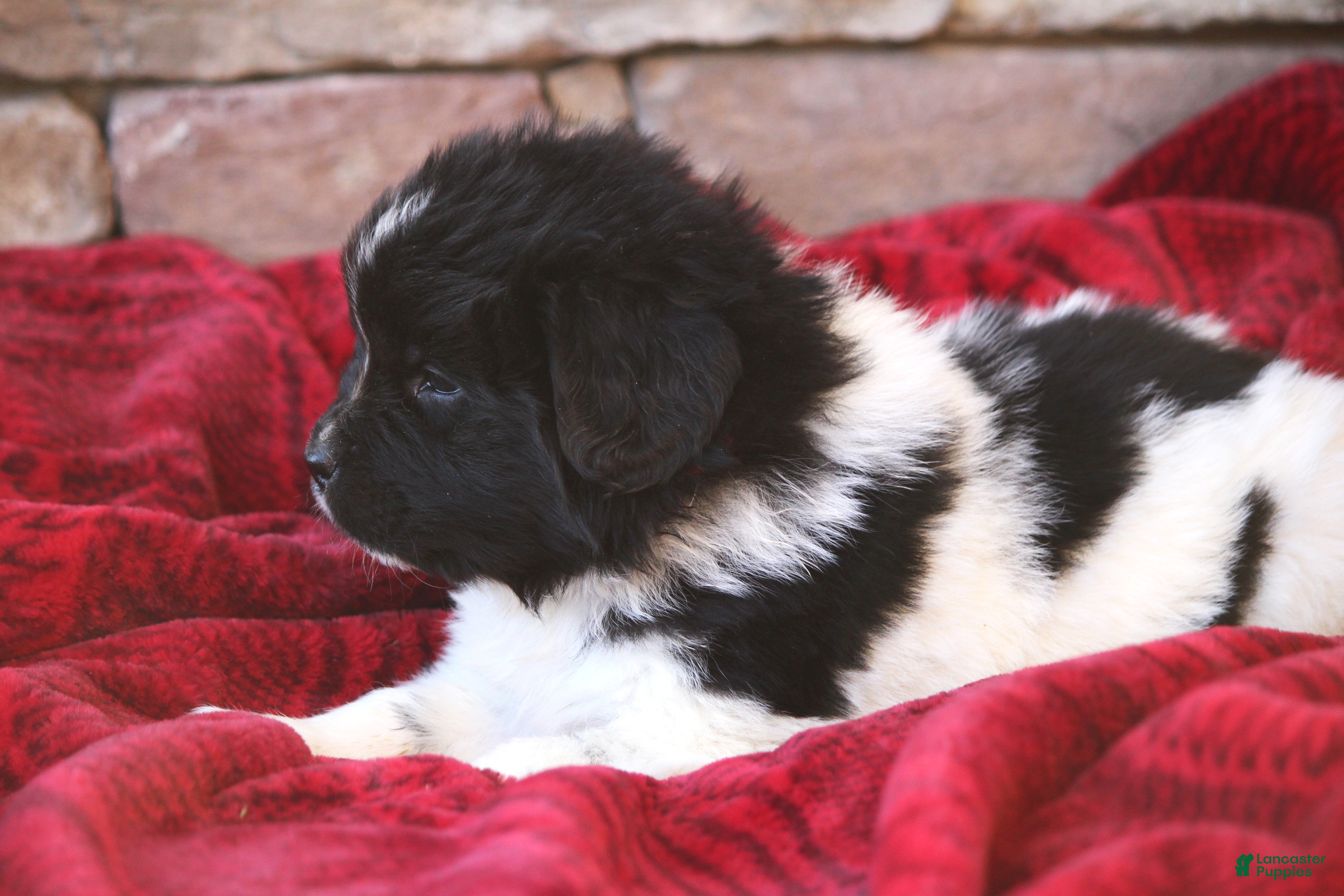 Newfoundland dogs Pixie  - Ad 2