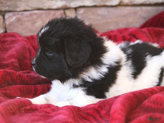 Newfoundland dogs Pixie - Ad 20