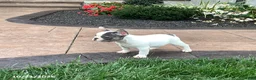French Bulldog dogs for sale: Vicky - Ad 5
