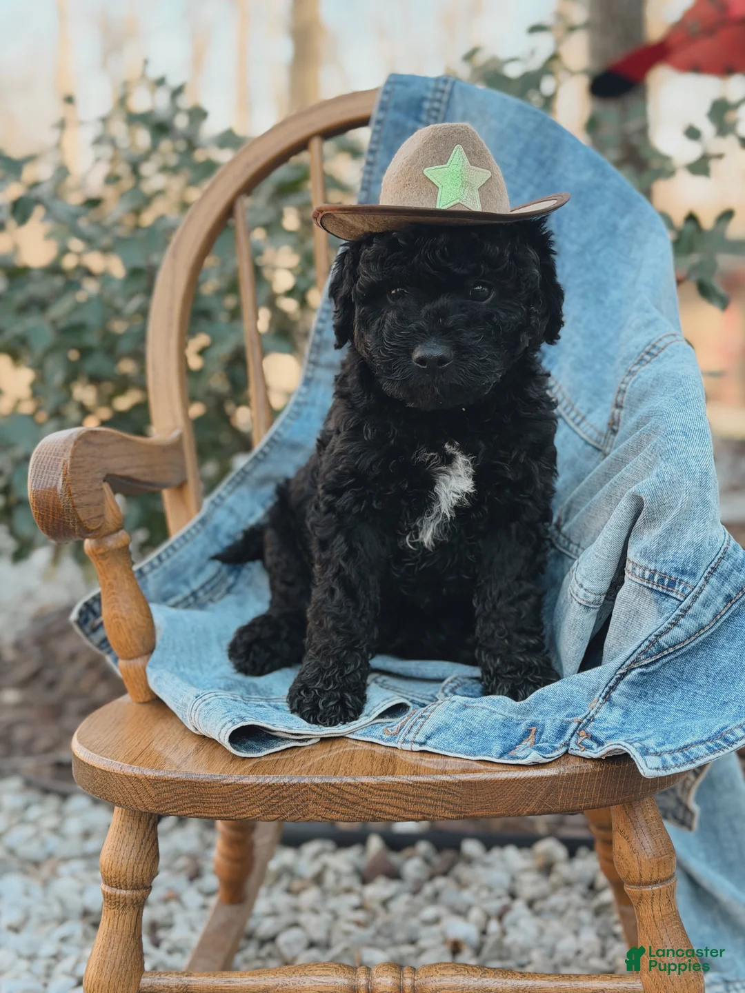 Mini Goldendoodle dogs for sale: Denver - Ad 1