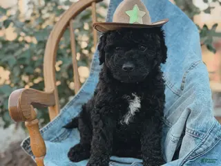 Mini Goldendoodle dogs for sale: Denver - Ad 2