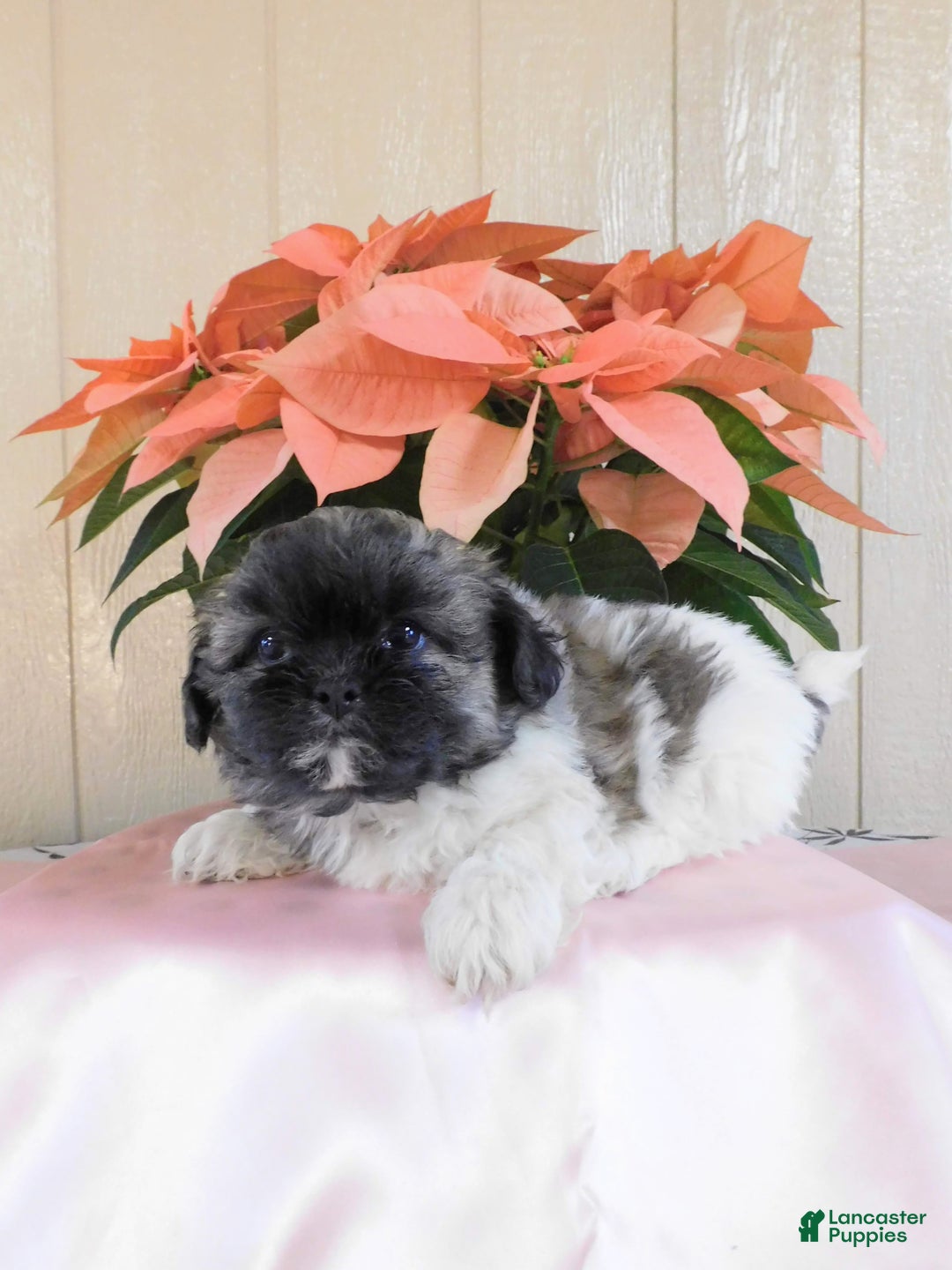 Teddy Bear dogs for sale: Oreo - Ad 6