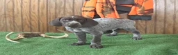 German Shorthaired Pointer dogs for sale: Token - Ad 3