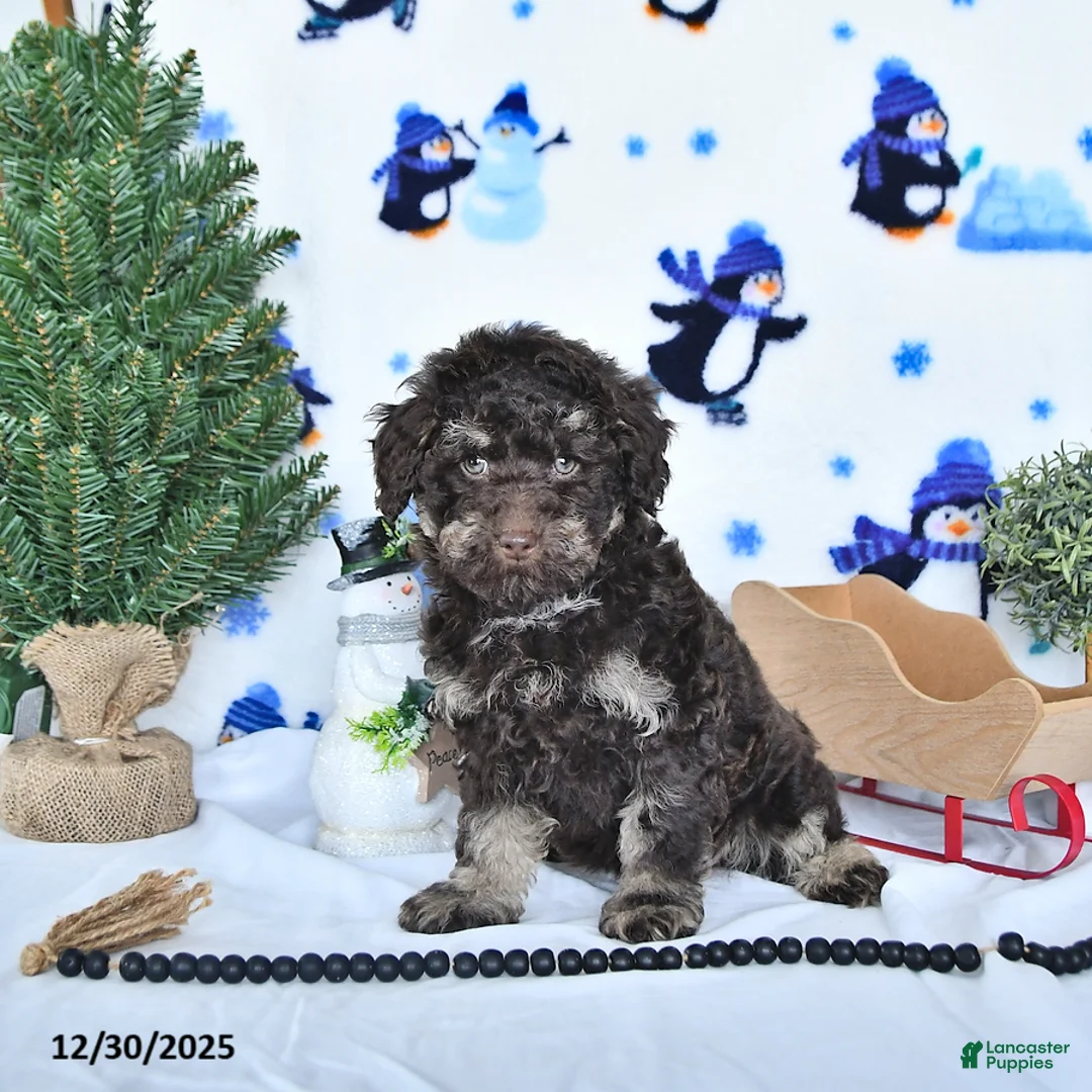Miniature Poodle dogs for sale: Cocoa EXTRA SMALL - Ad 3