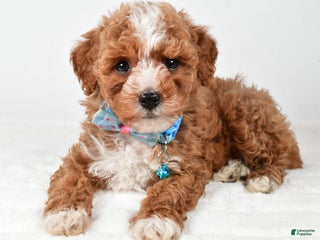 Miniature Poodle dogs Fido - Ad 40