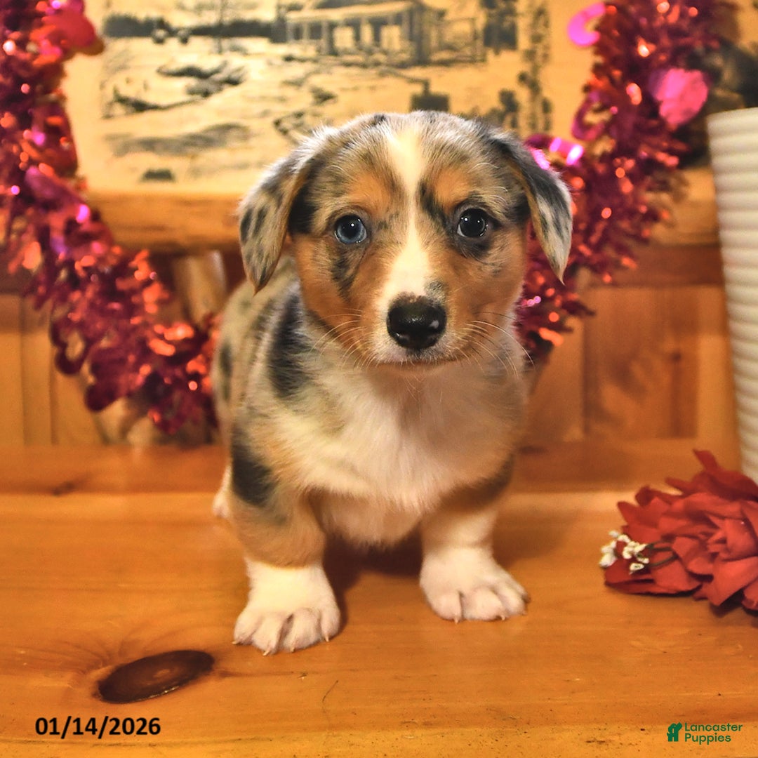 Welsh Corgi Pembroke dogs for sale: Smokey - Ad 2