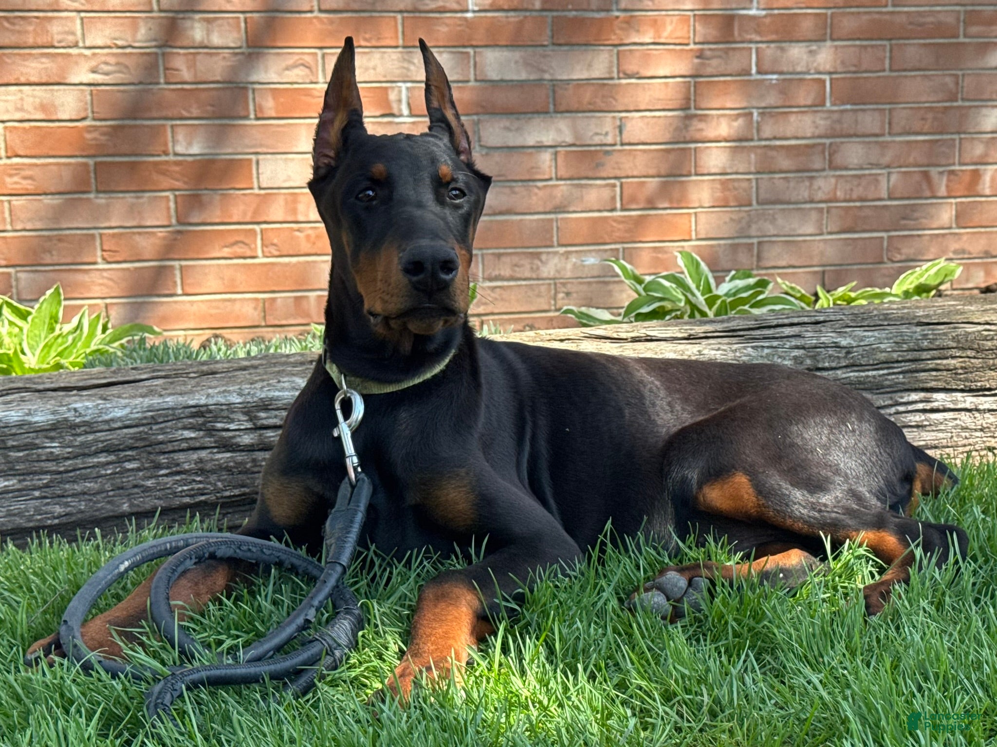 Doberman Pinscher dogs Vick - Ad 1