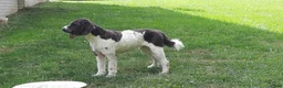Saint Berdoodles dogs for sale: Gemma - Ad 3