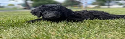 Standard Poodle dogs for sale: Jesse - Ad 2