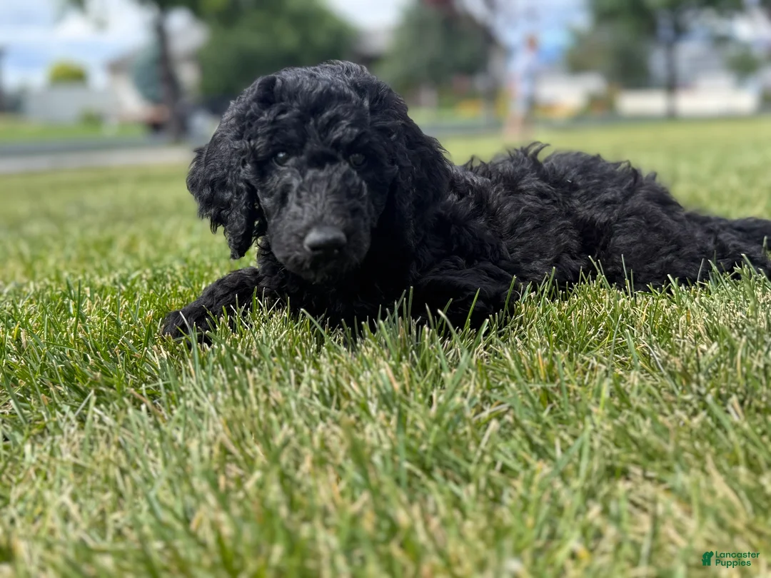 Standard Poodle dogs for sale: Jesse - Ad 2