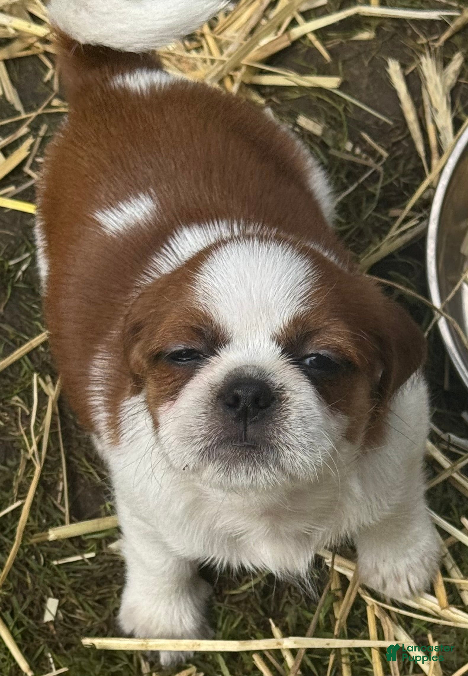 Mixed Breed dogs Mixed Breed 4 - Ad 11