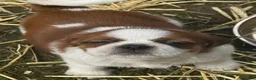 Mixed Breed dogs for sale: Mixed Breed 4 - Ad 1