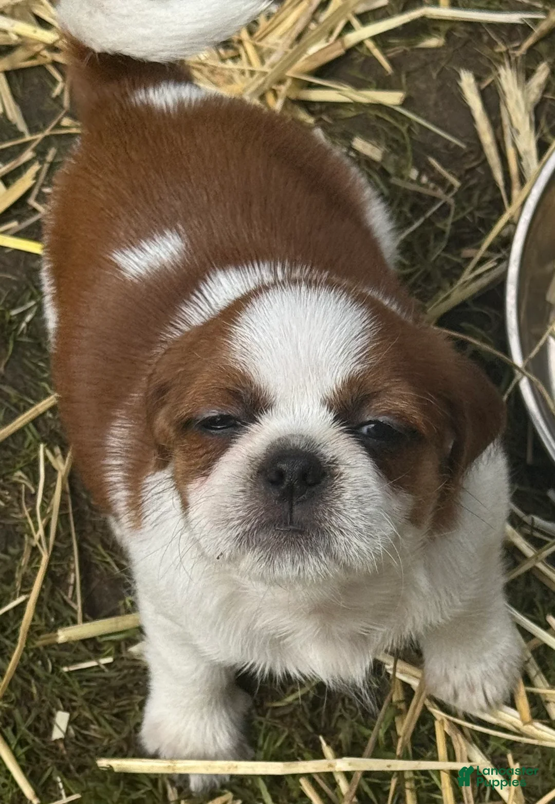 Mixed Breed dogs for sale: Mixed Breed 4 - Ad 1