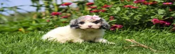 Cavapoo dogs for sale: Delilah - Ad 5